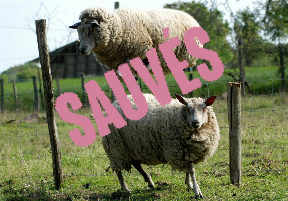 Les moutons du Domaine des Douages