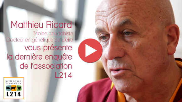 Vidéo lapins par Matthieu Ricard