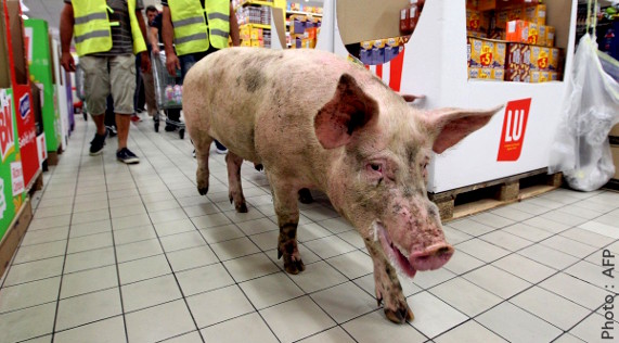 Cochon traîné jusque dans un supermarché