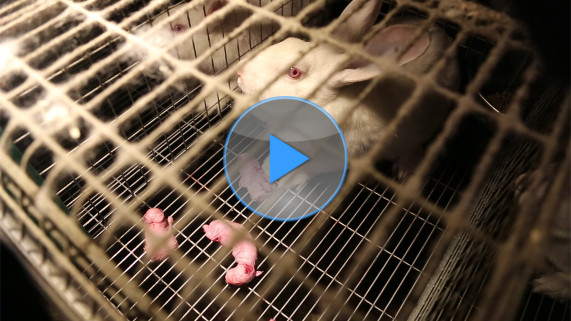 Vidéo enquête lapin bretagne