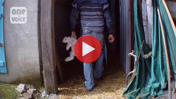 Enquête lapins angoras One Voice