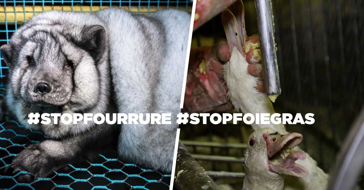 Fourrure, foie gras, même torture !