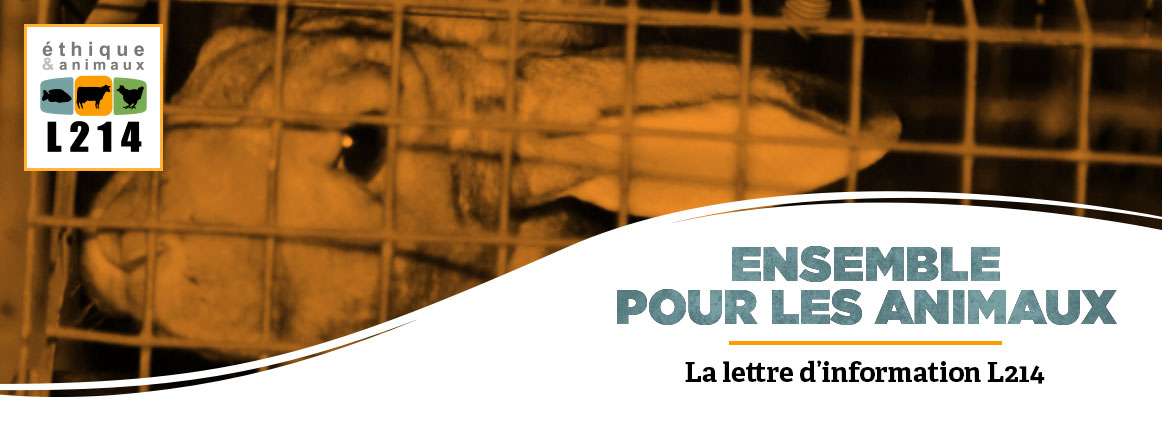 Lettre d'info L214 lapins Orylag