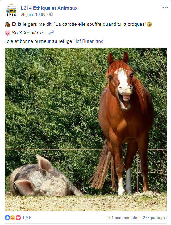 Photo de cheval en refuge