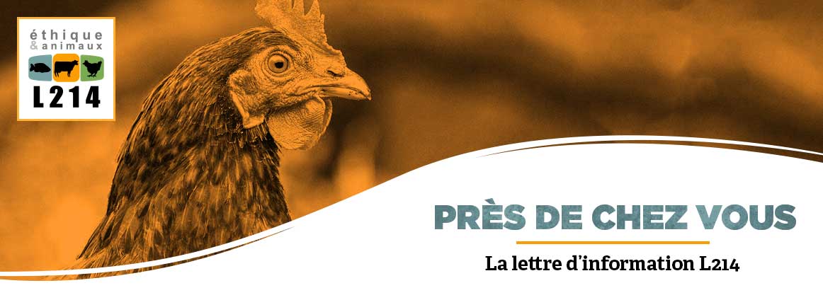 Lettre d'info L214