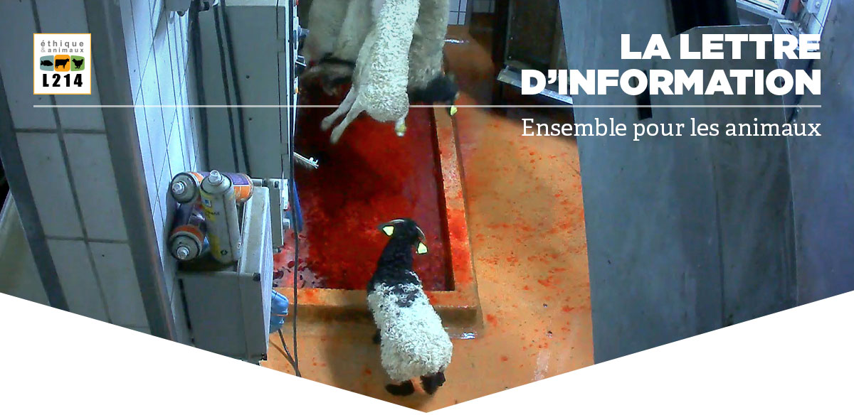 Lettre d'info L214