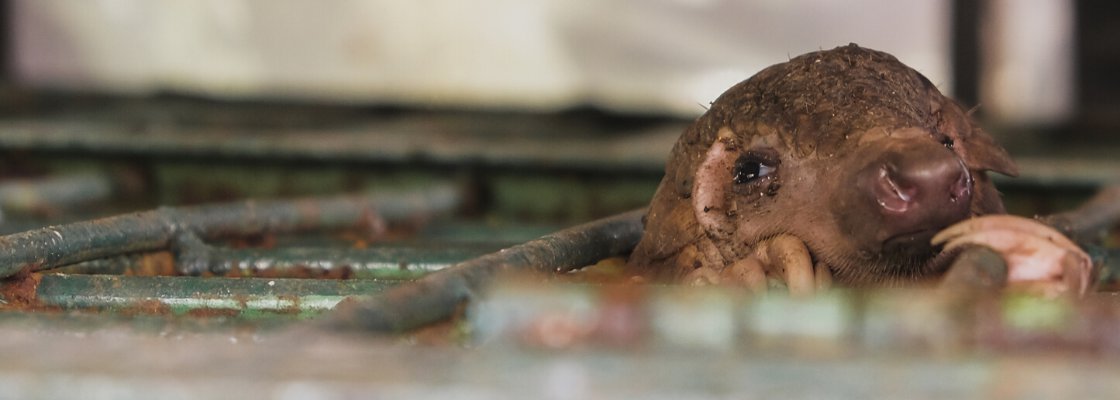 Un pangolin en cage