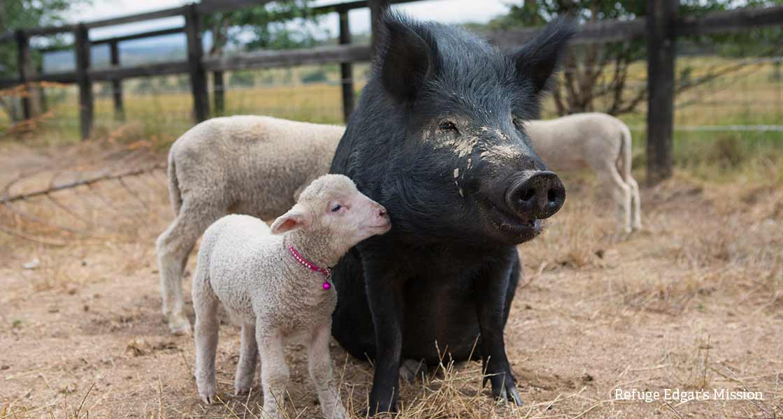 Agissons pour un meilleur futur pour les animaux