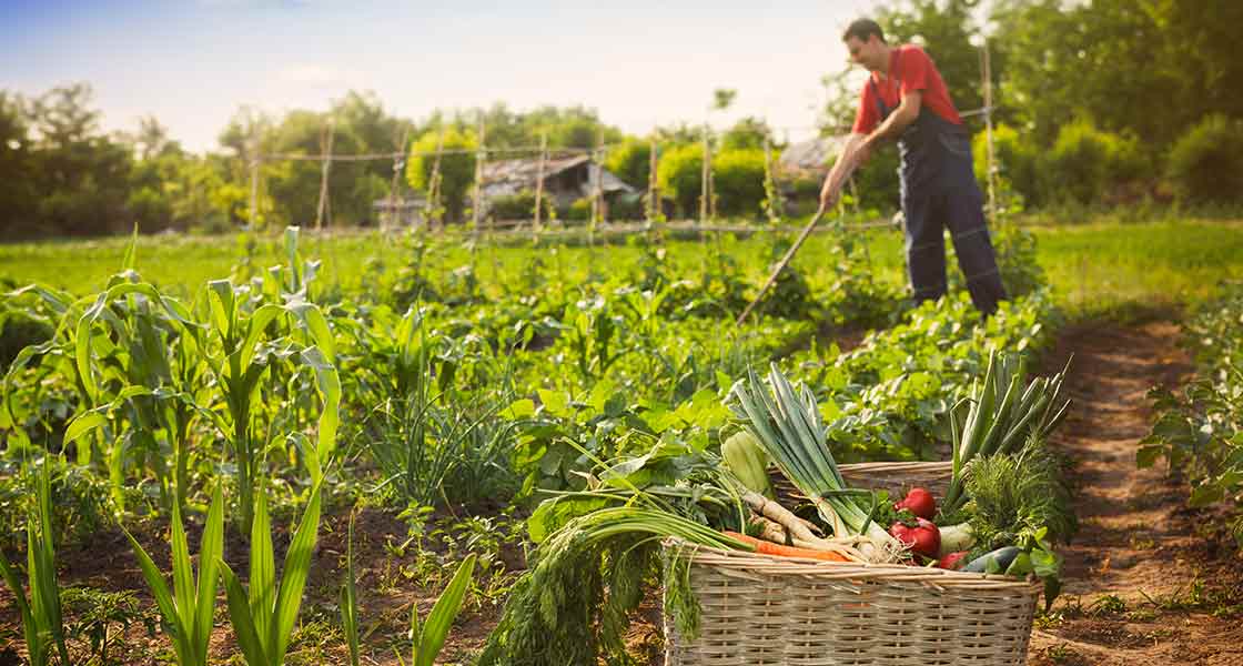 Végétalisons l'alimentation