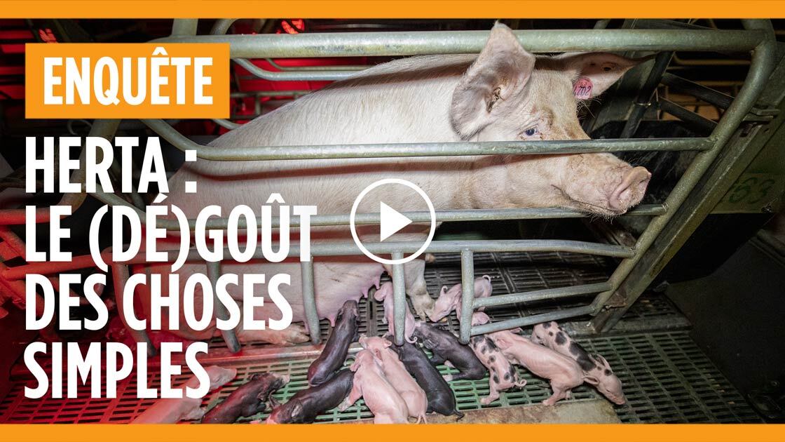 Enquête dans un élevage de cochon qui fournit Herta