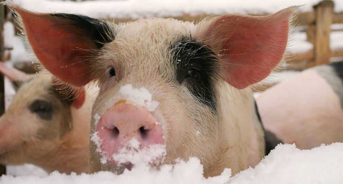 photo d'un cochon dans la neige