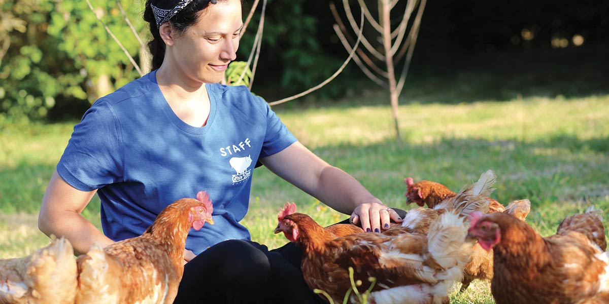 poules en plein air