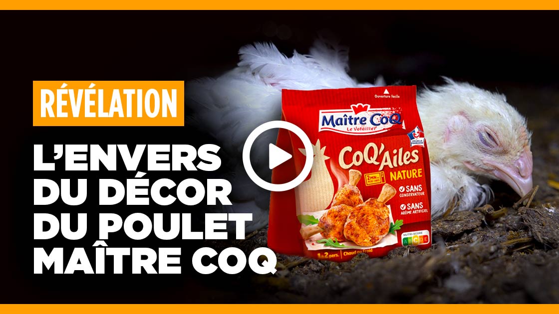 Vidéo parodique Maître Coq
