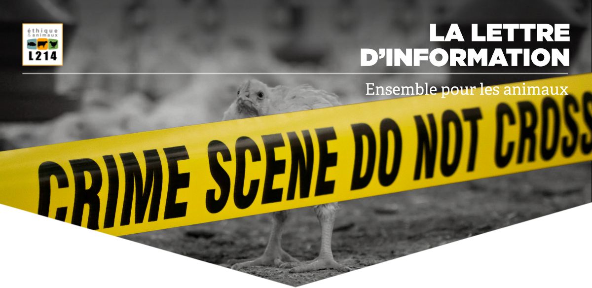 Lettre d'info L214