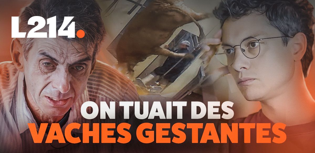 Lettre d'info L214