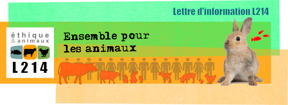 Lettre d'information L214. Ensemble pour les animaux !