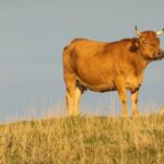 Bien-&ecirc;tre animal