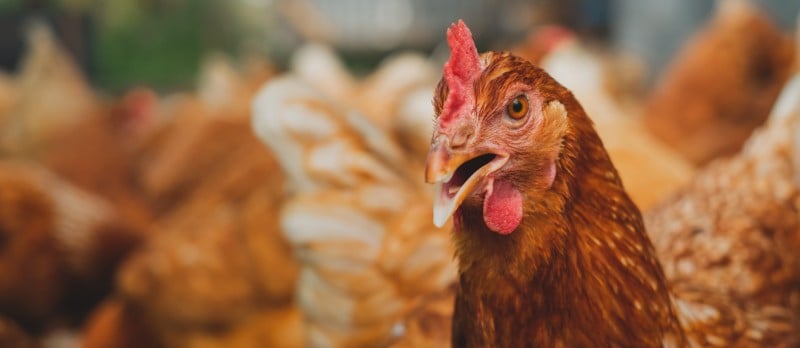 Gros plan sur une poule pondeuse brune au bec épointé dans un élevage intensif pour la production d'œufs coquille