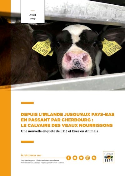 Dossier sur le transport des veaux
                        nourrissons