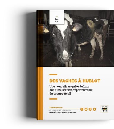 Rapport Vache Hublot