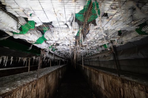 Des lapins entassés dans des cages.