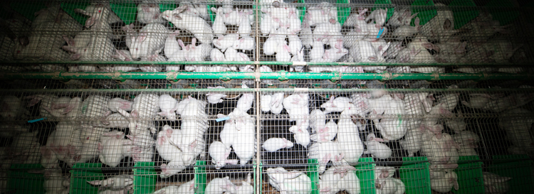 Lapins entassés dans des cages.