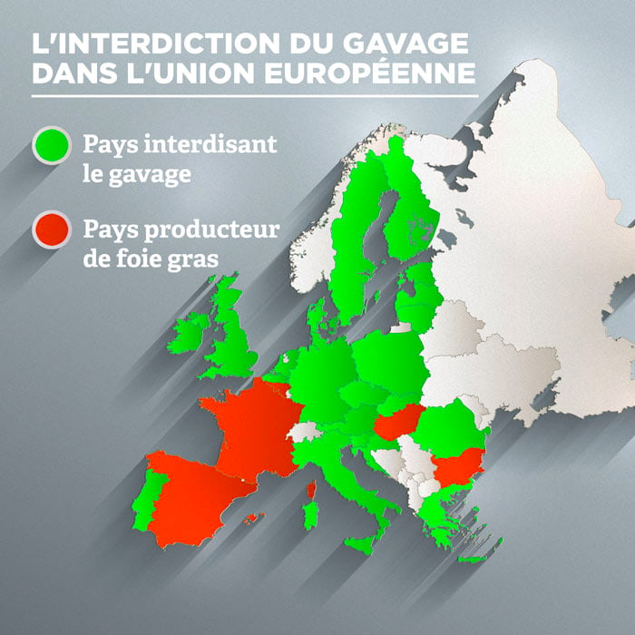 Le Gavage Interdit à Travers Le Monde