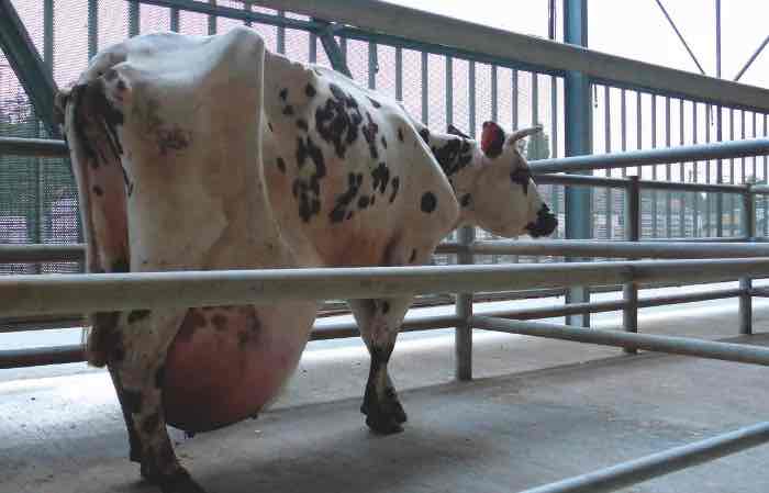 Vaches à viande et vaches à lait - Express Farming