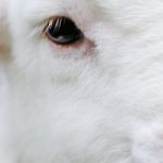 agneau portrait, contre les cheveux d'une personne