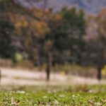 Agneau gambadant dans la nature