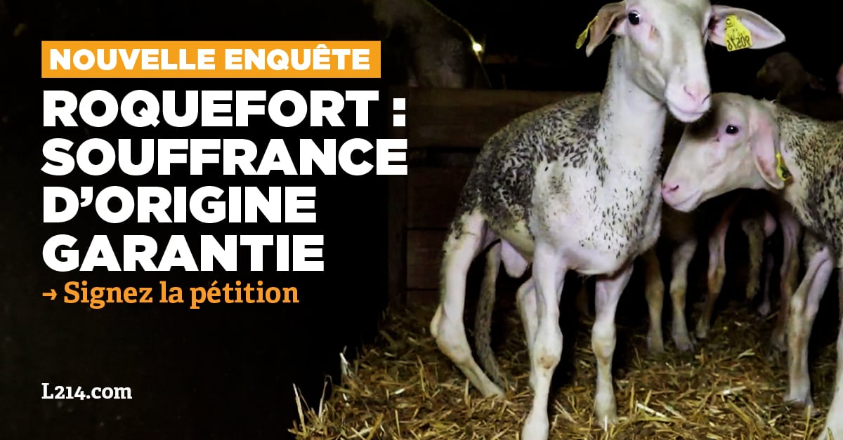 Signons pour exiger la fermeture immédiate de l'abattoir