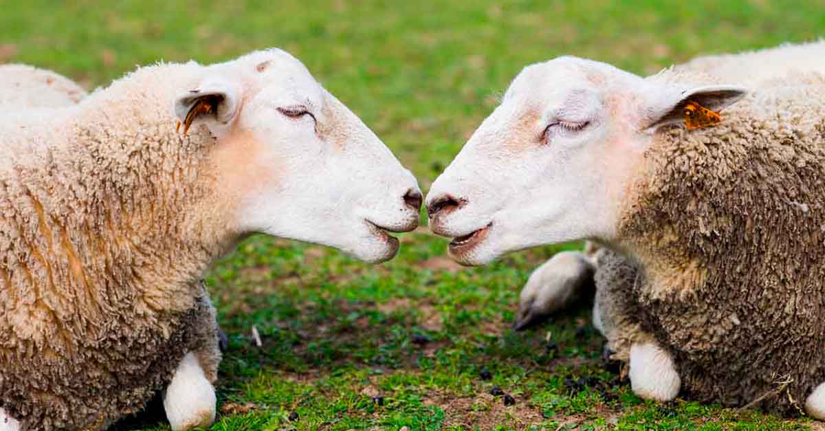 Intelligence et vie sociale des moutons Intelligence et vie sociale des moutons