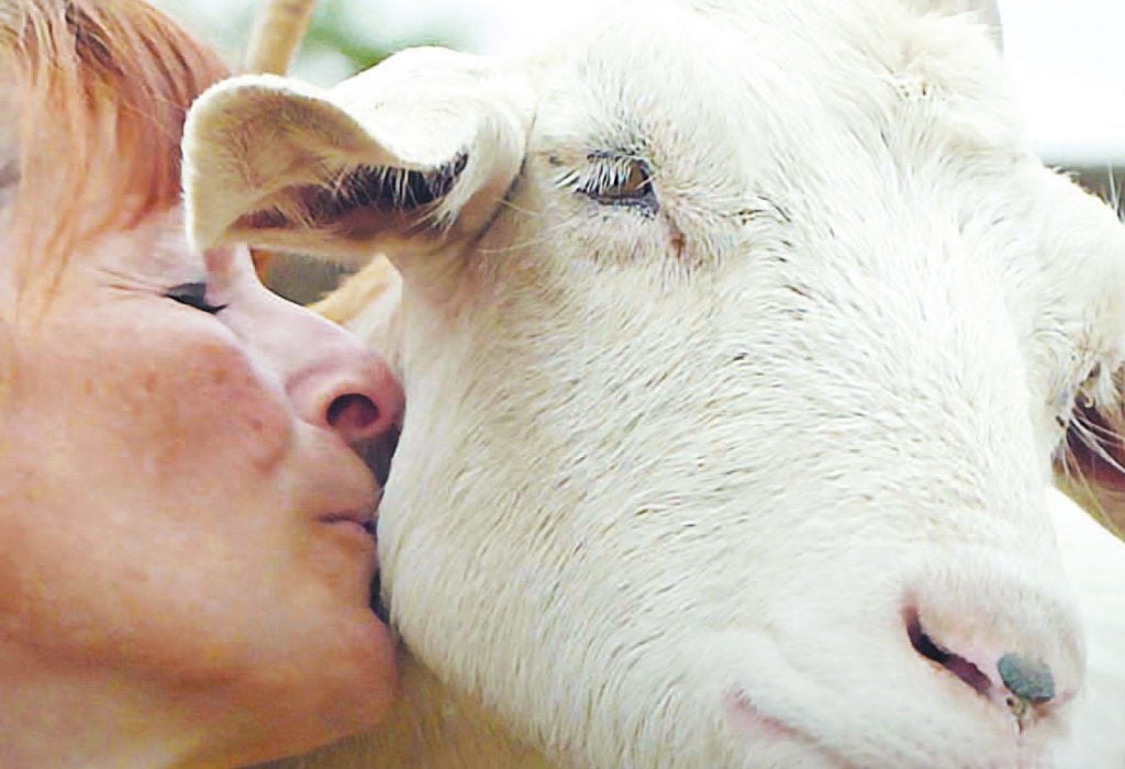 Personne faisant un bisou à une chèvre