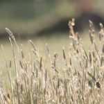 Lapin dans un champ paysage