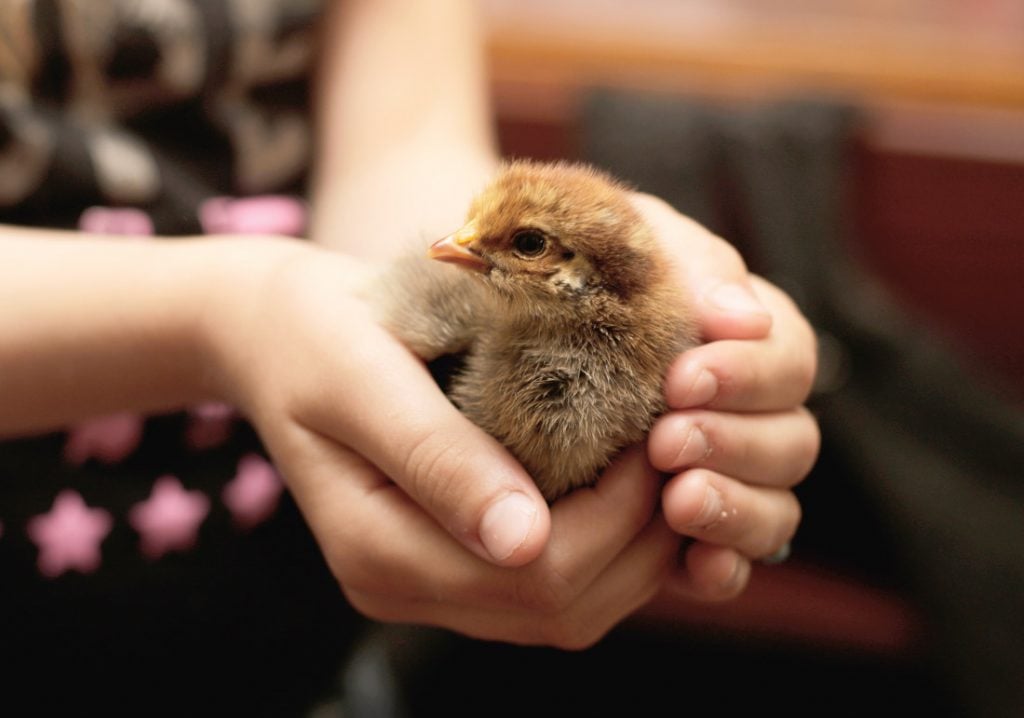 mains d'enfant portant délicatement un poussin