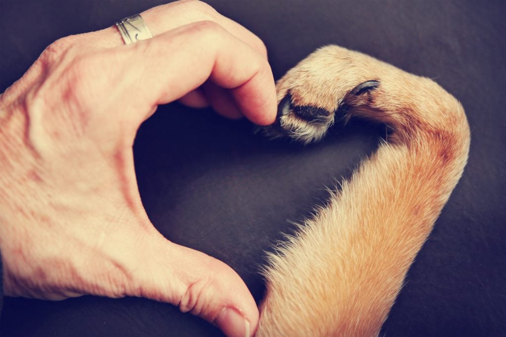 main et patte d'un chien formant un coeur