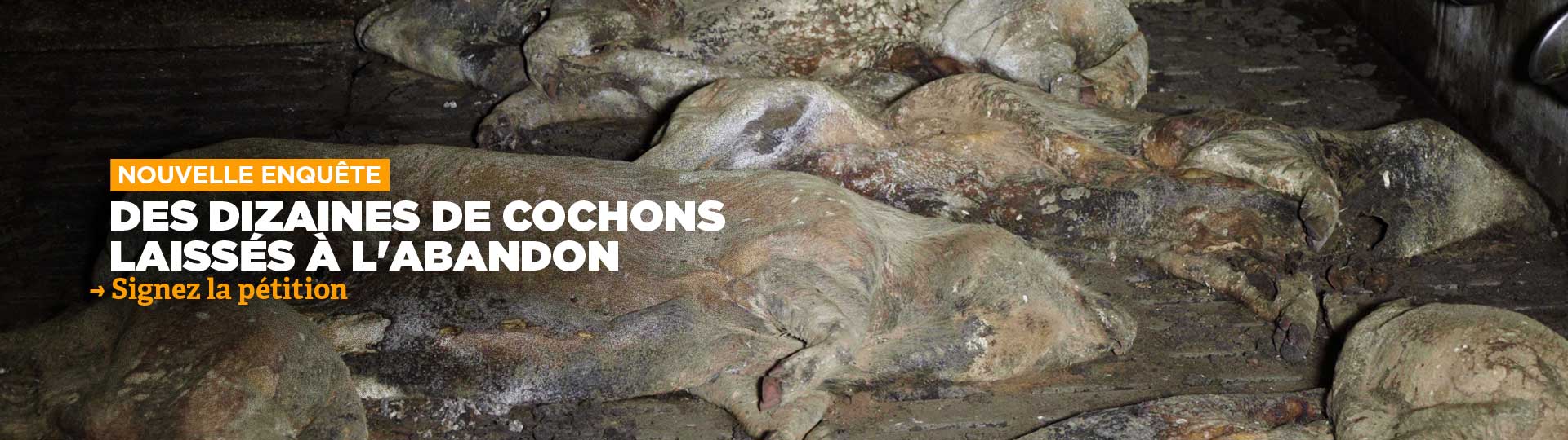 Enquête cochons Côtes-d'Armor