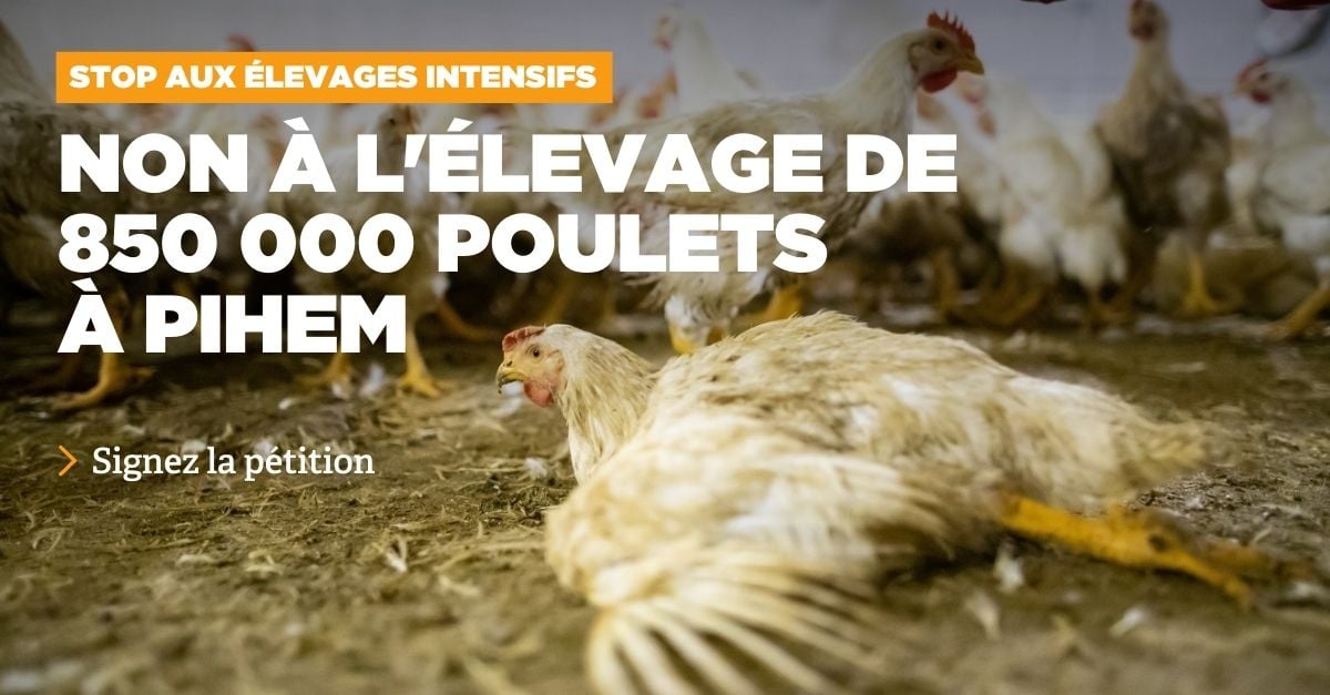 Non L levage Intensif De 850 000 Poulets Pihem non-l-levage-intensif-de-850-000-poulets-pihem