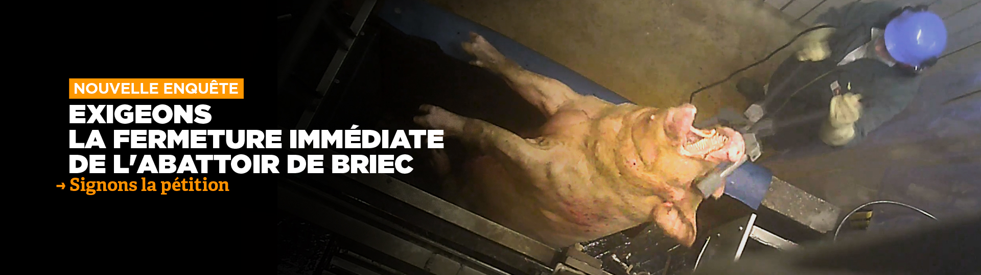 Enfer à l'abattoir de Briec