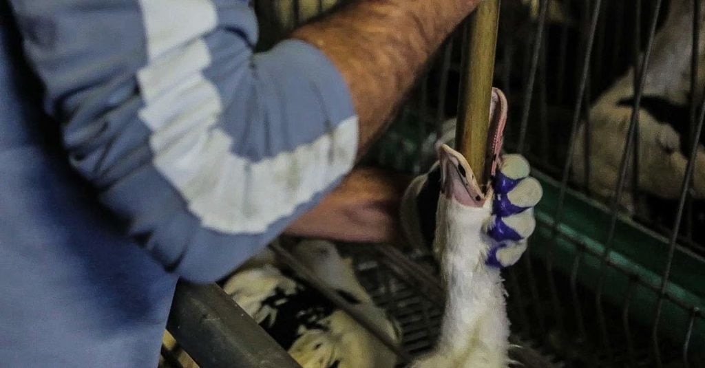 Foie gras : qu'implique réellement une production sans gavage ?