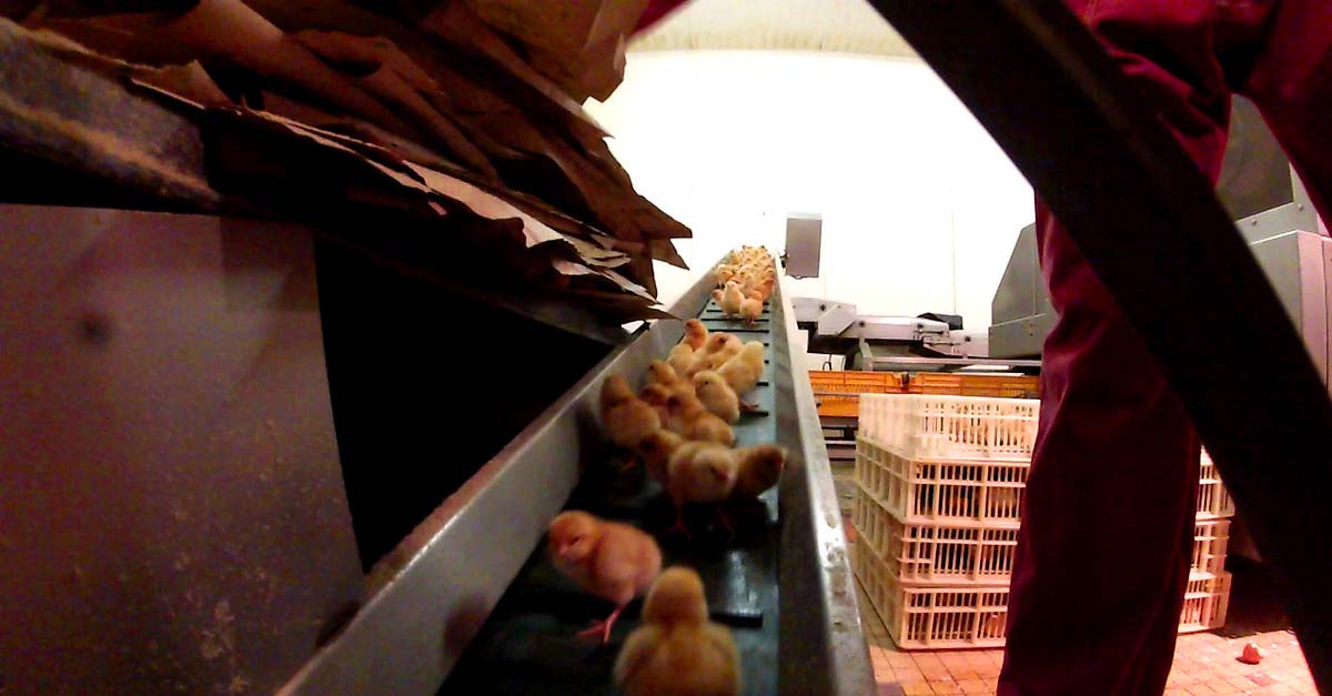 La vie des poules pondeuses