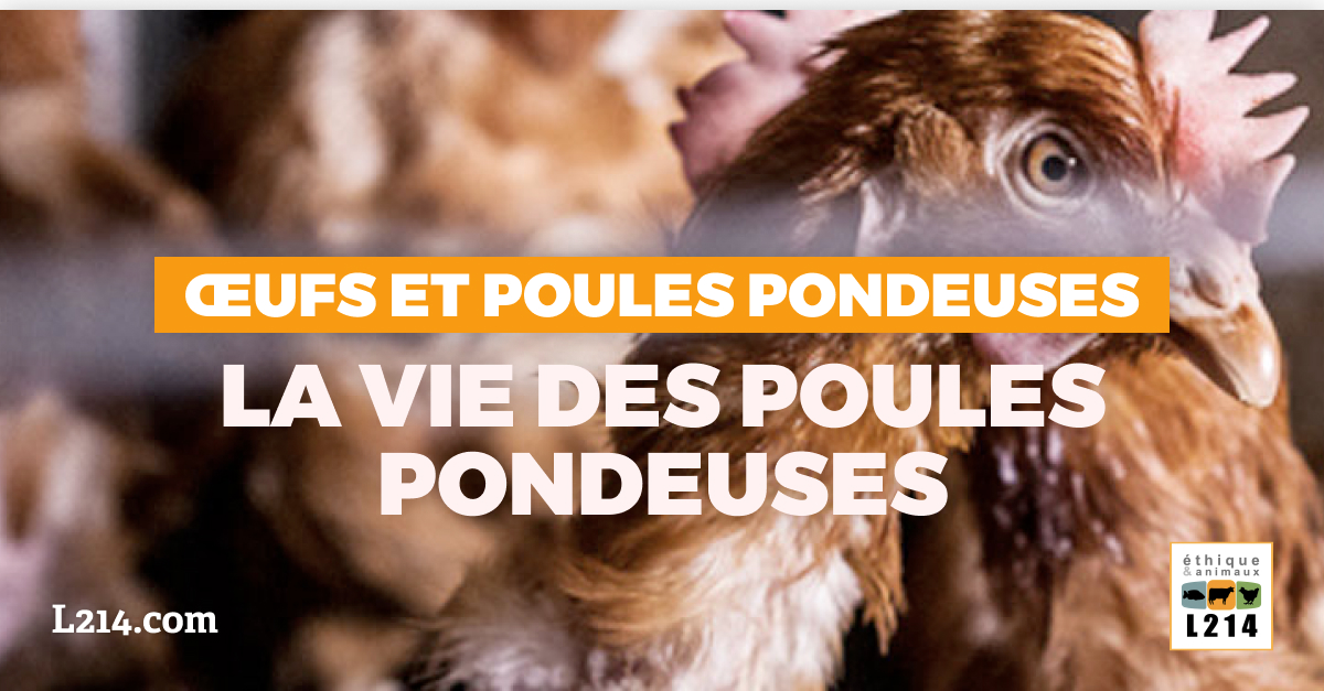 La vie des poules pondeuses