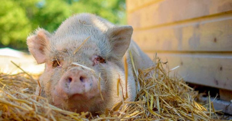 Intelligence et vie sociale des cochons | L214