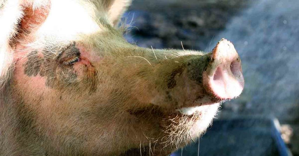 L'environnement naturel d'un cochon d'Inde - QUATRE PATTES en