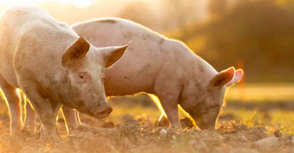 Comment reconnaître un cochon heureux ?