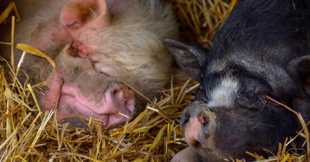 Le cochon : présentation et informations