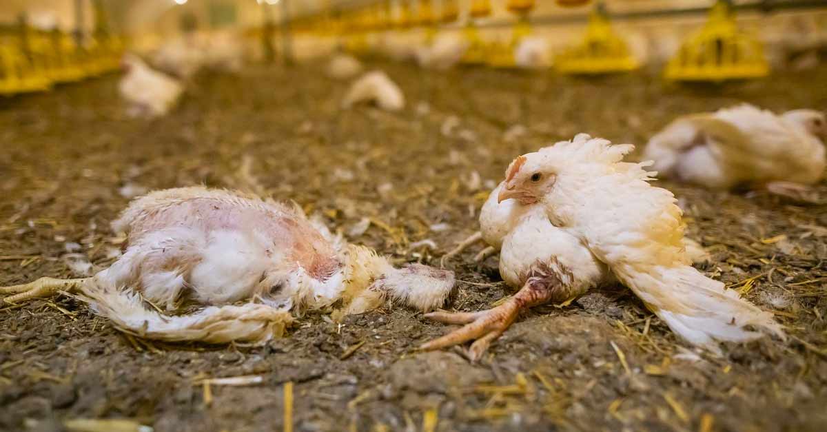 La sélection génétique des poulets de chair