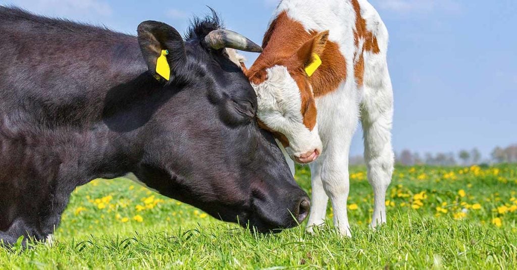 L'intelligence et la vie sociale des vaches