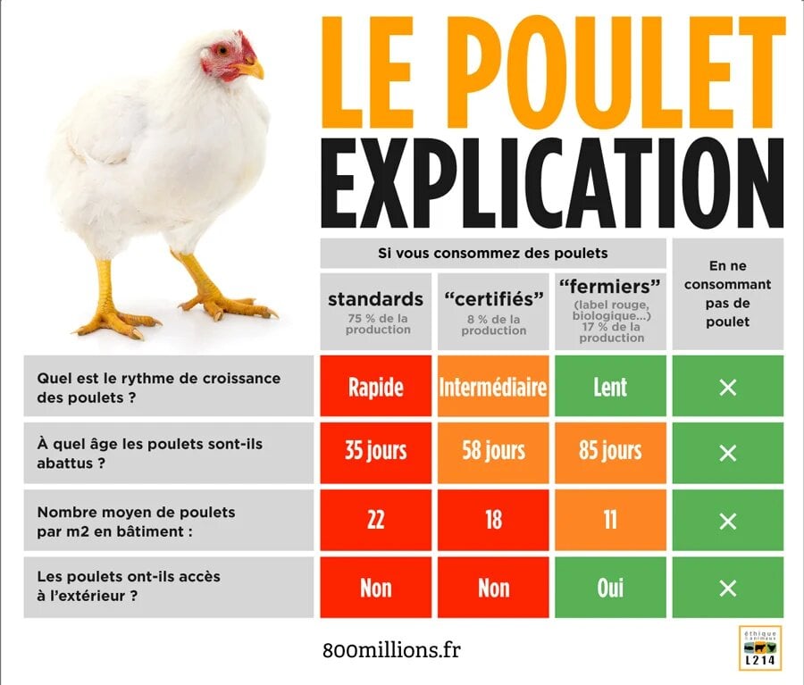 Quelle mangeoire pour les poules en élevage industriel ?