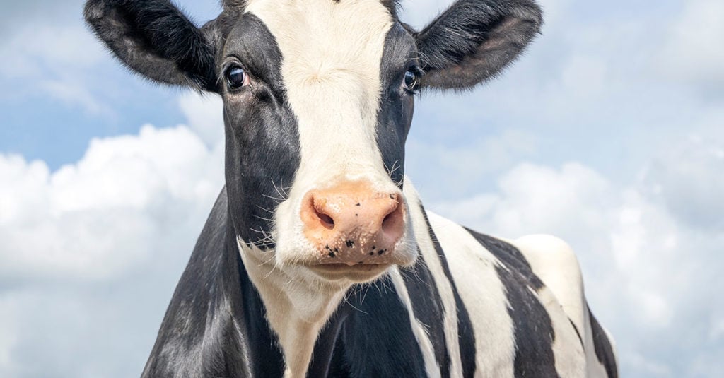 L'intelligence et la vie sociale des vaches